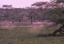 galactic quantum rift discovery