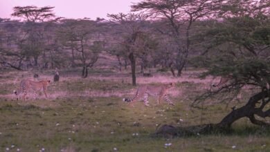 galactic quantum rift discovery