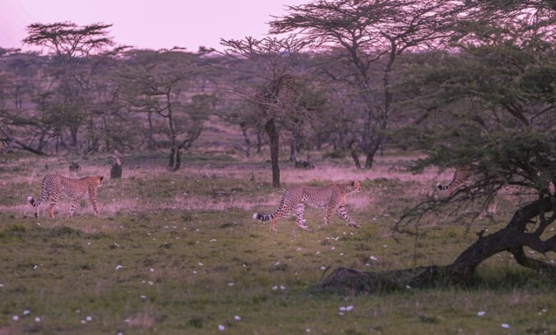 galactic quantum rift discovery